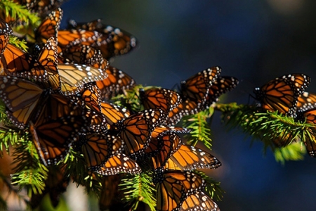 Долина бабочек на Родосе
