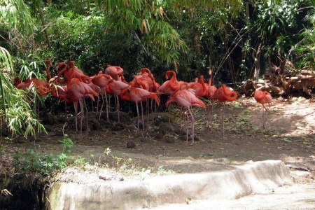 Манати Парк в Доминикане