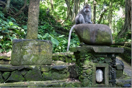 Лес обезьян на острове Бали