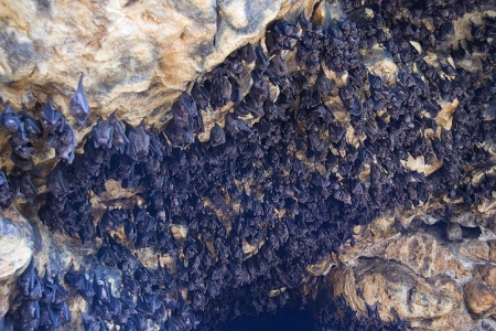 Пещера летучих мышей в Клунгкунг