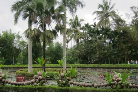 Ботанический сад тропических растений «Синлун» на Хайнане