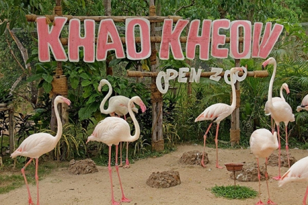 Зоопарк «Као Кео» в Паттайе