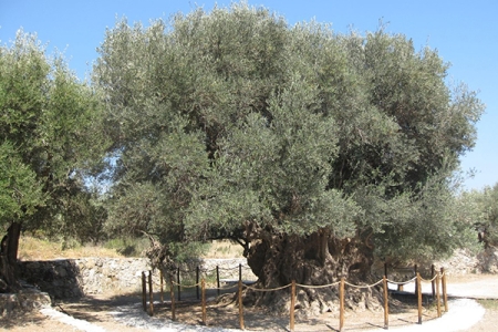 Старейшее оливковое дерево на острове Крит